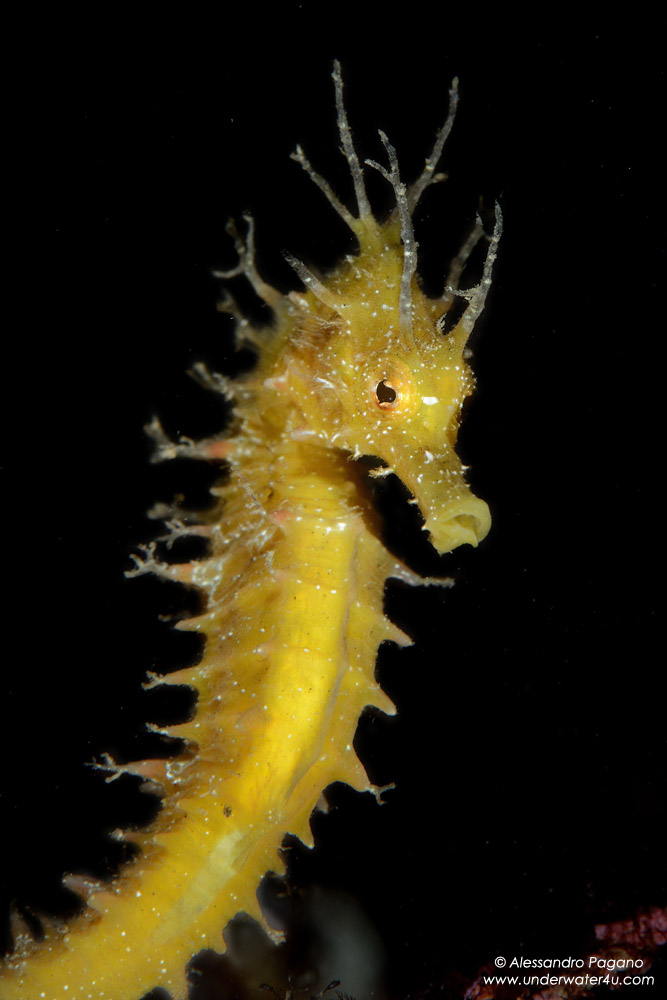 Hippocampus guttulatus e Hippocampus hippocampus